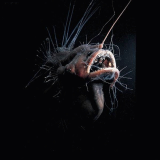 Illustration for article titled These Sea Creatures Are Clearly From Outer Space